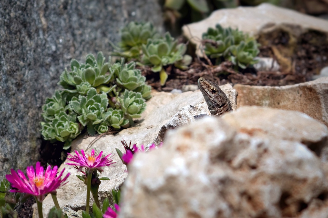 How to Build a Vertical Garden in Your Backyard